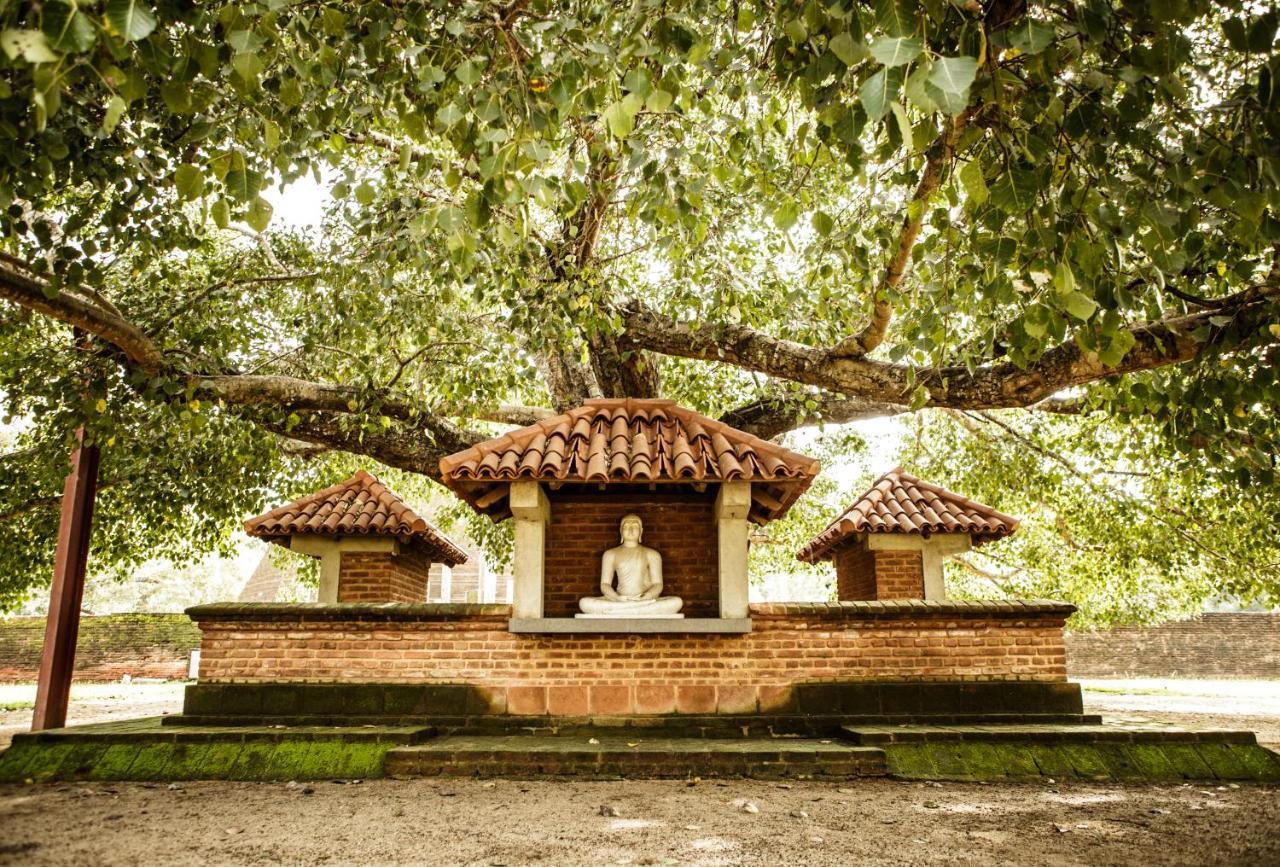 Thaulle Ayurveda Resort - Yala Tissamaharama Zewnętrze zdjęcie